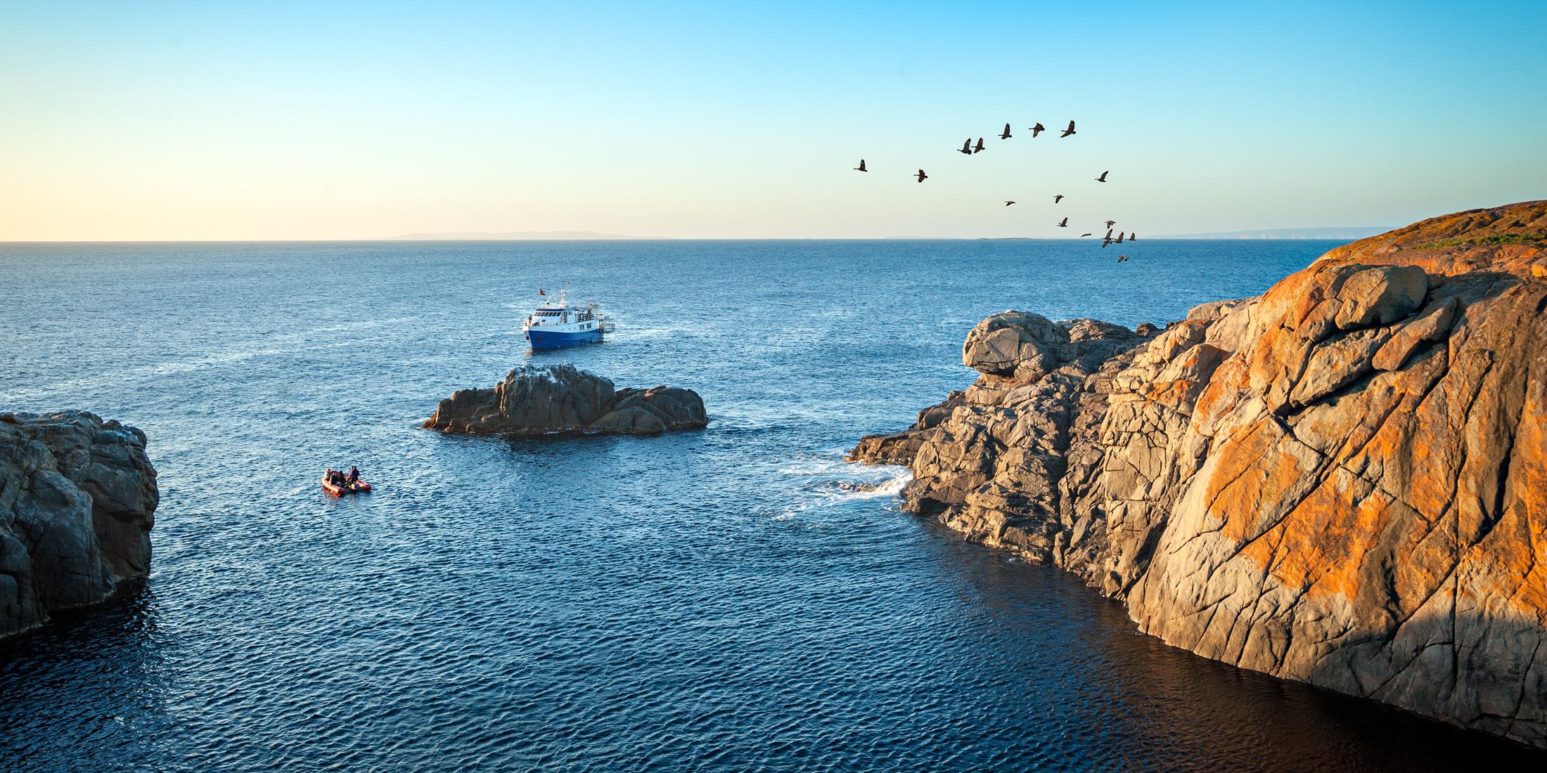 4 Night Great White Expedition